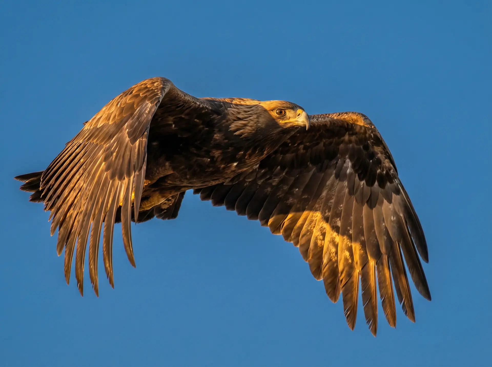 糖心logo免费 精选 - 飞翔中的金雕野生动物摄影